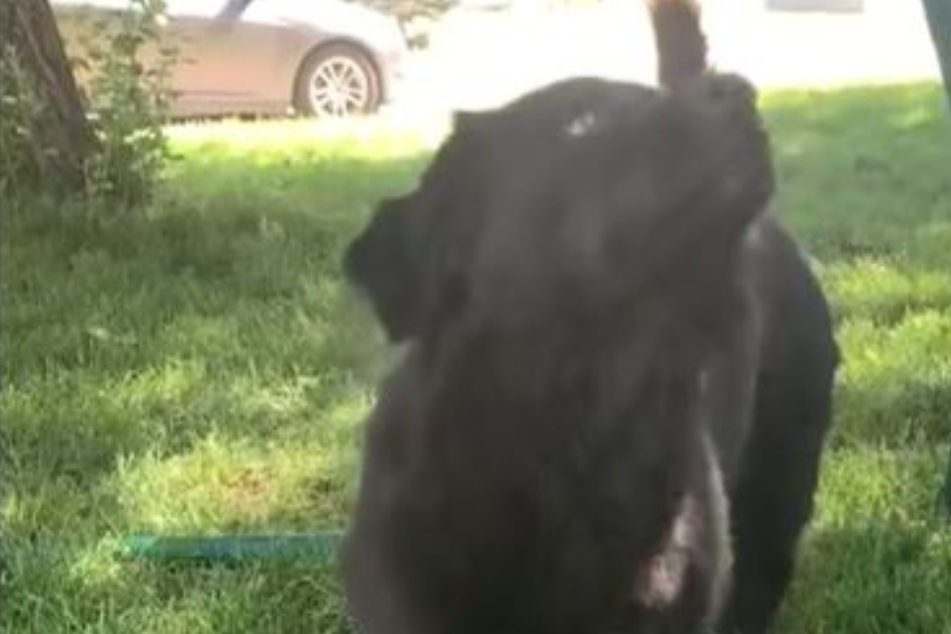 Puppy encounters butterflies for the first time and takes over TikTok with a viral hit