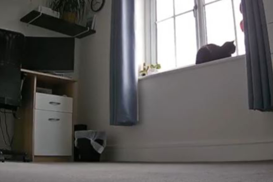 Cat's excitement at owner's return caught in adorable camera footage