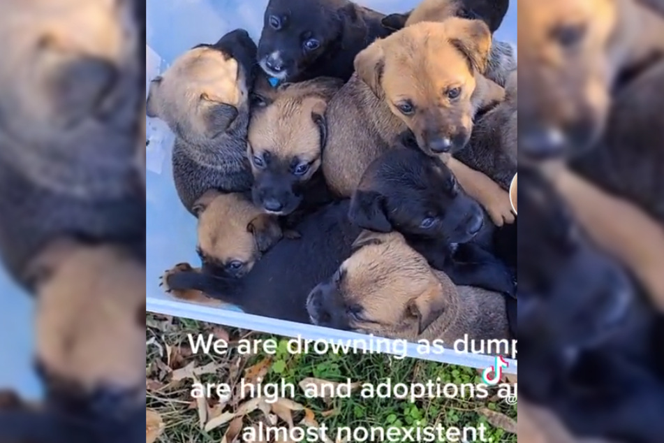 Instead, she found 11 puppies inside!