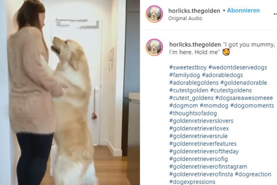 Horlicks gives his favorite human a big dog hug.