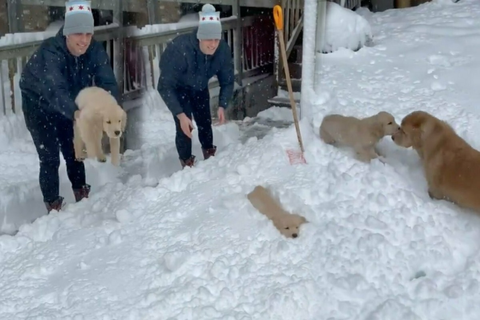 Golden Retriever puppy thrown in the snow melts Instagram users' hearts
