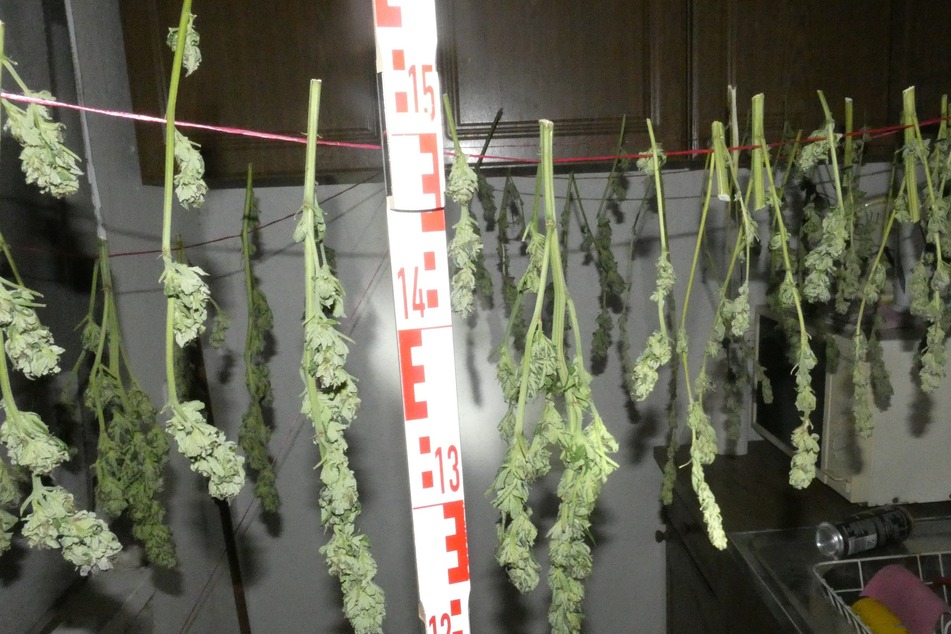 Wegen Verwesungsgeruch angerückt: Polizei stellt Cannabispflanzen sicher