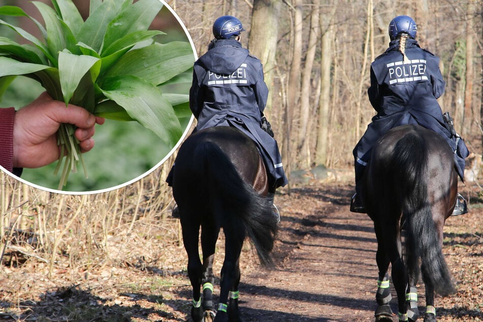 Leipzig: Leipzig jagt die Bärlauch-Diebe: Darf man jetzt überhaupt noch selbst sammeln?