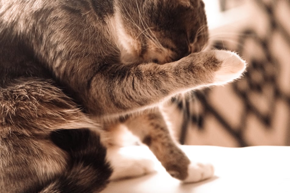 Wenn Katzen Haarballen erbrechen, können sie dabei Luft schlucken und rülpsen.