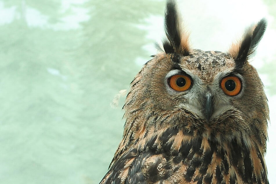 The Big Apple's beloved Eurasian eagle owl, Falco, was a very sick bird when he flew into a building according to results from a recent autopsy.
