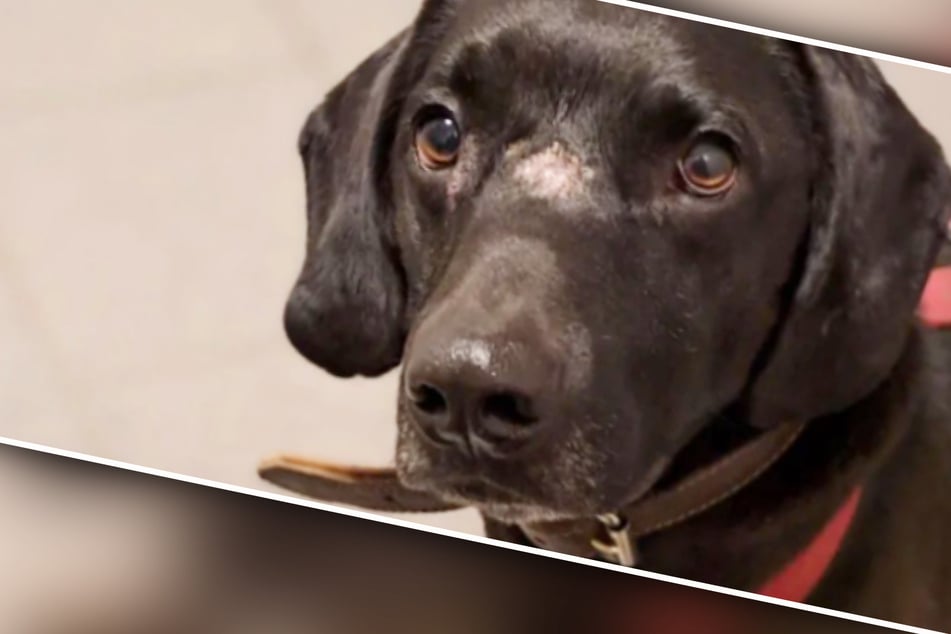 Beißattacken und Jagd auf Autos: Doch Sorgenhund Toby ist auf dem Weg der Besserung