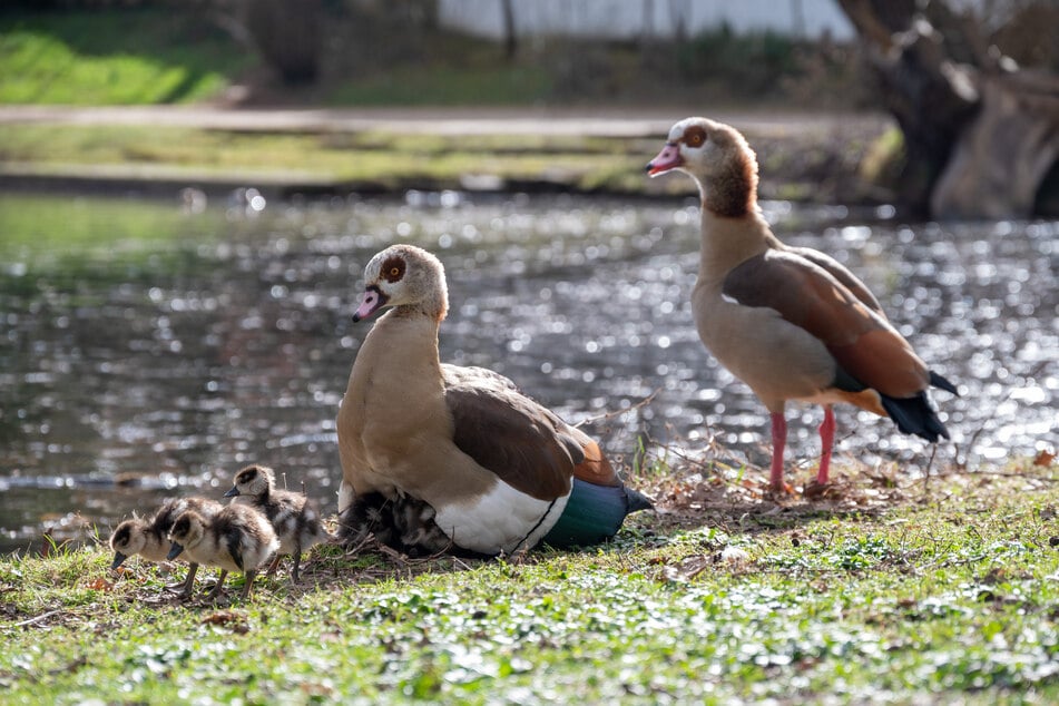 Nilgänse sind zurück am Eisenacher Prinzenteich und sorgen für Probleme. (Symbolfoto)