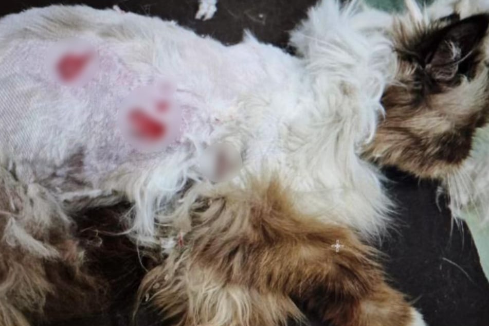 Katze Vanya war dem Tod bei ihrer Ankunft im Tierheim Troisdorf wohl näher als dem Leben.