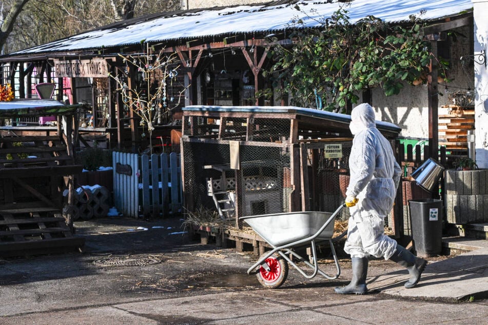 Im Januar 2025 musste der Tierhof aufgrund eines Ausbruchs der Maul- und Klauenseuche schon einmal dichtgemacht werden. (Archivfoto)