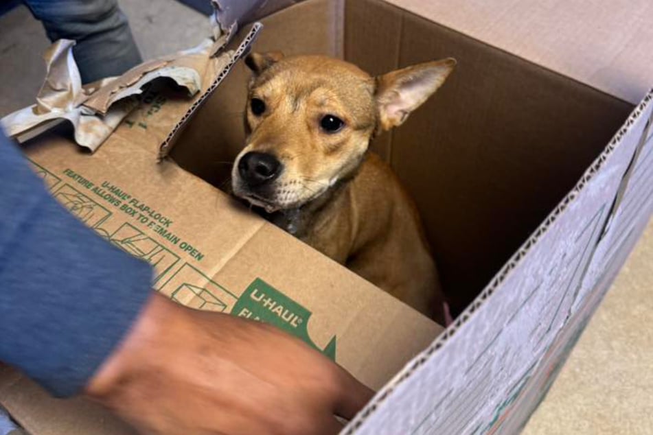 La perra Tangi estaba en la caja, esperando ser rescatada.