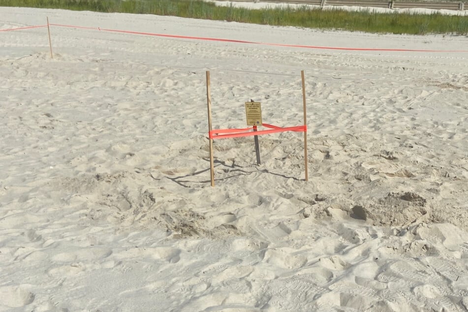 The turtle nesting site is now marked off with stakes and tape. If all goes well, baby turtles may hatch and make their way to the water in around 50-60 days.
