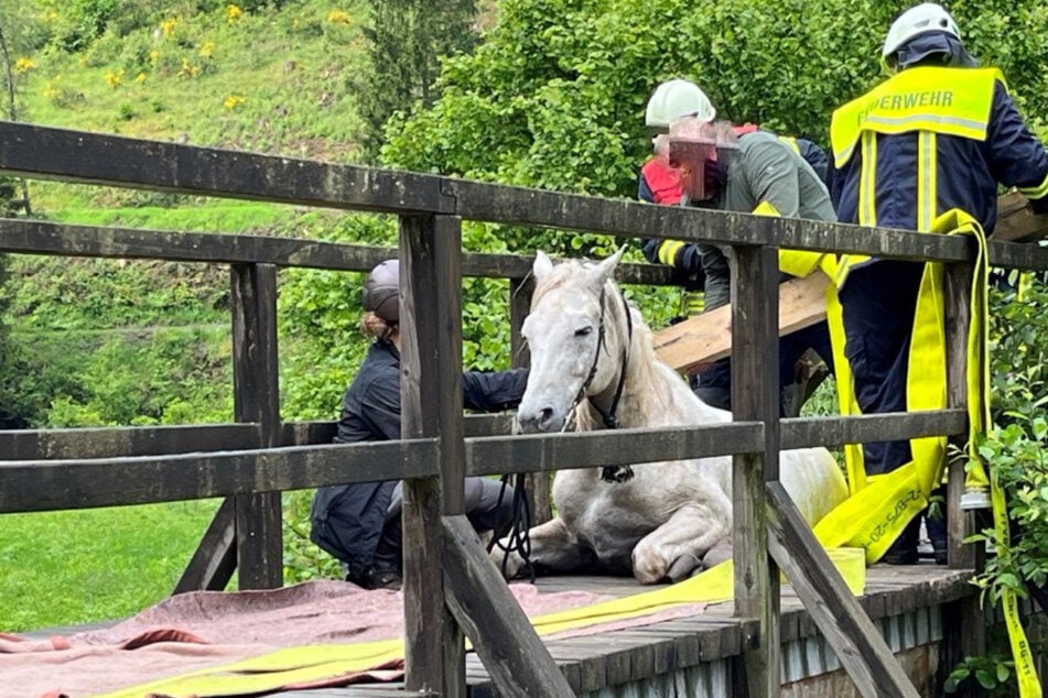 Bereits im Anfangsbereich hatte das Pferd die Holzbrücke durchgetreten.