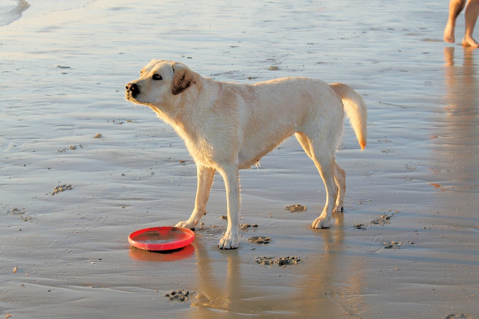Wasserrute beim Hund: Das hilft gegen die Erkrankung