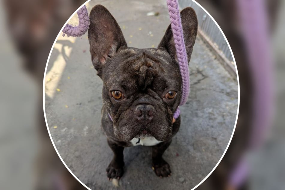 Bruno hat noch einiges zu lernen. Weil er aber so ein unkomplizierter kleiner Kerl ist, würde ihn das Frankfurter Tierheim auch ein Hundeanfänger abgeben.