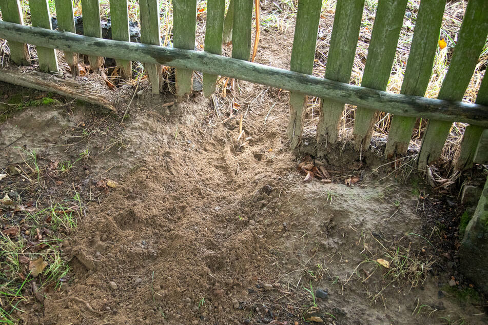 Die Räuber kamen unter dem Zaun hindurch ins Gehege. Weil die Umzäunung laut Landesumweltamt nicht den Mindestanforderungen entsprach, bekommt der Tierhalter keine Entschädigung.