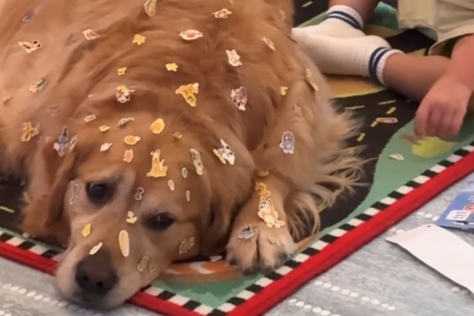 Freut sich eher nach innen über die Sticker: Golden Retriever Beau.