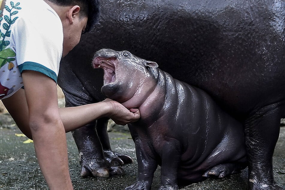 Moo Deng pygmy hippo has gone viral for her cheeky expressions and playful frolicking in videos shared by her handlers at a Thailand zoo.