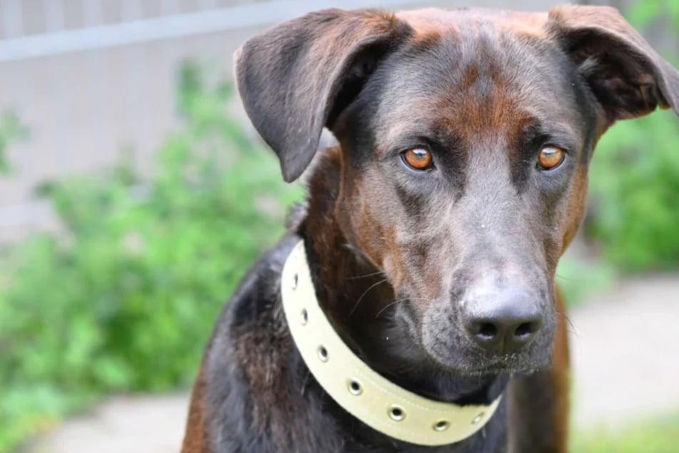 Jagdhund-Mix Velik ist ein Rohdiamant: Darf er noch einmal glücklich werden?