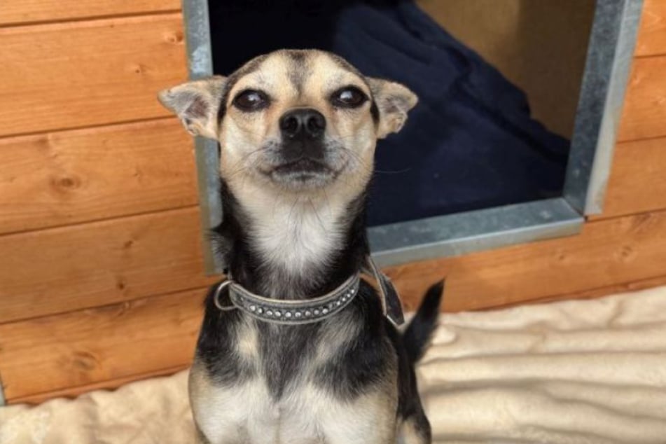Das Tierheim Köln-Dellbrück ist auf der Suche nach einem Zuhause für Chihuahua Berio.