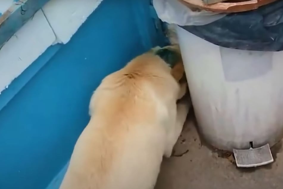 Scared for her life: the stray dog simply wanted to disappear when her rescuer showed up.
