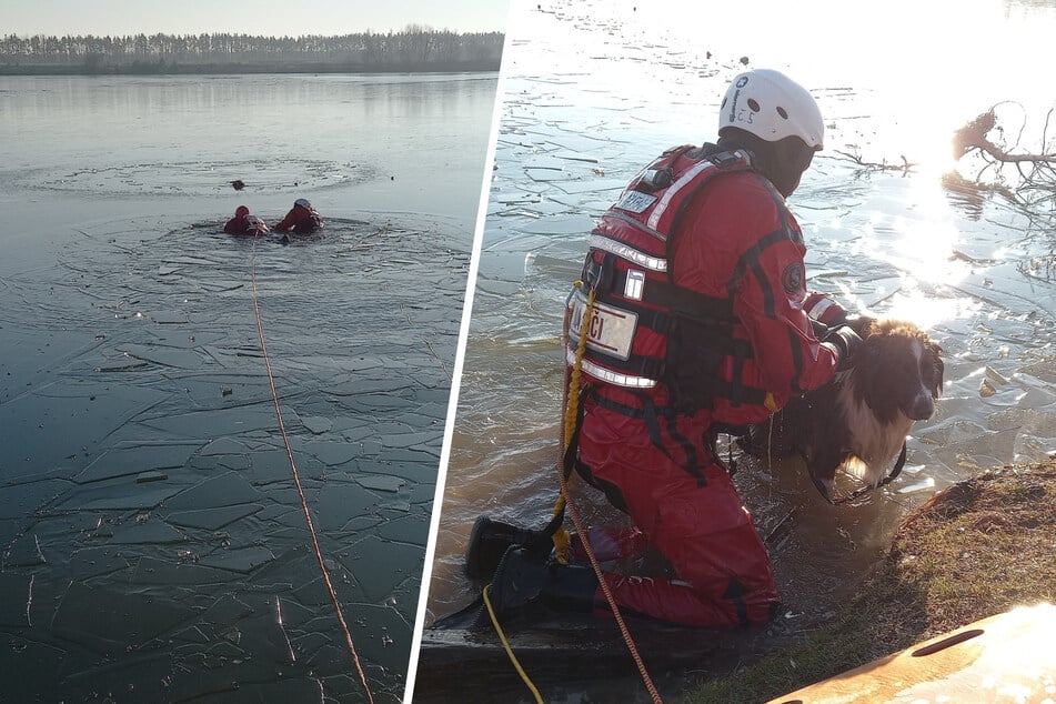 Dünnes Eis: Vierbeiner wagt sich auf gefrorenen See und bricht ein