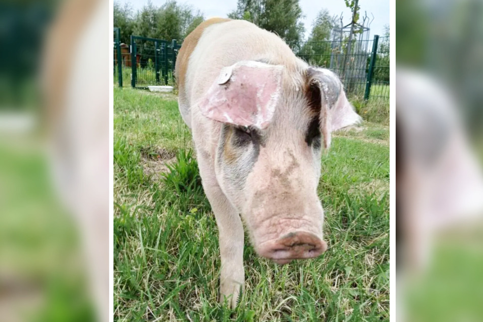 Hausschwein Fritzi lebt im Berliner Tierheim und ist auf der Suche nach einer neuen Schlammsuhle.