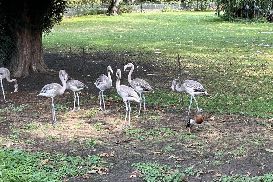 Sieben Kuba-Flamingos sind zwischen Mitte Juni und Anfang Juli im Kölner Zoo geschlüpft.