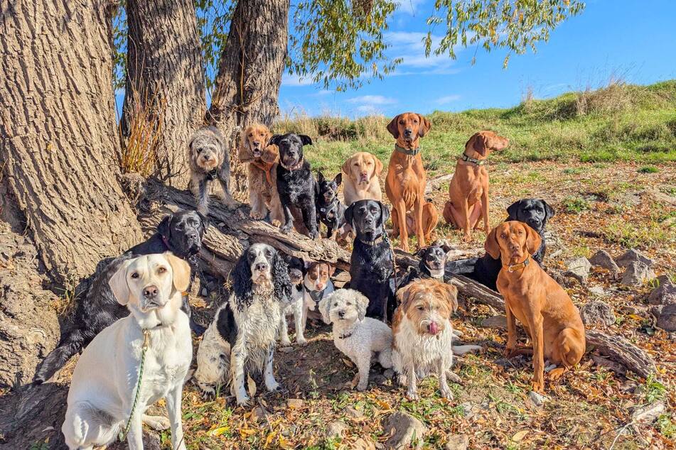 Všichni psi jsou u Jenny vítáni a mohou se zúčastnit jejího venčení.