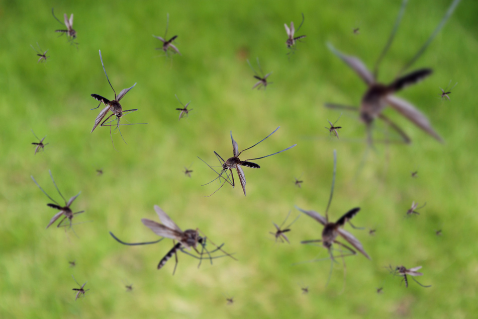 Mücken können das Virus an Menschen übertragen. (Symbolbild)