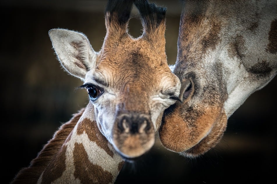 Mbonisi (l.) made a lot of friends during his short time on Earth.