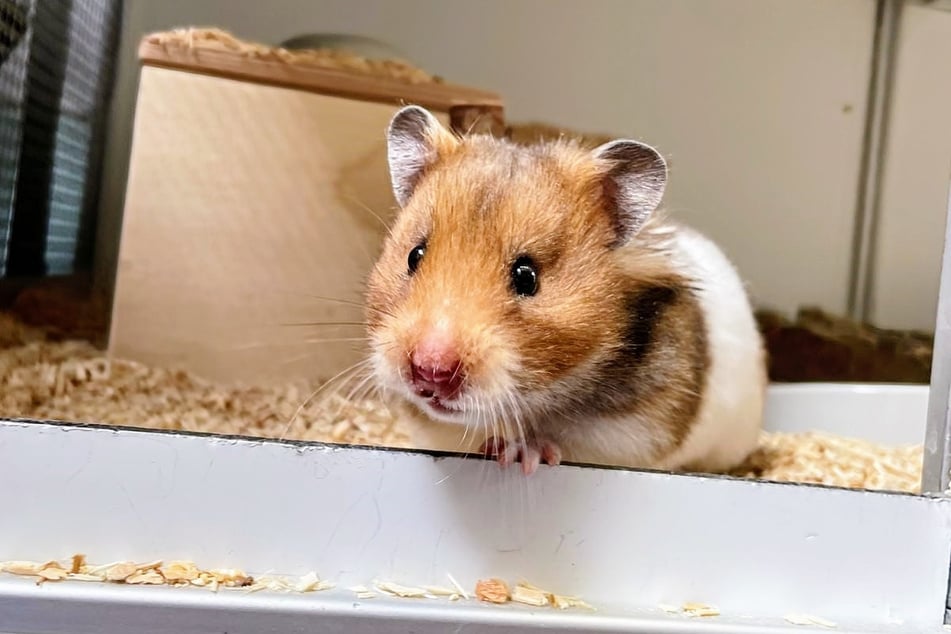 Hamsterdame Penny und weiter Artgenossen warten im Tierheim auf ein neues Zuhause.