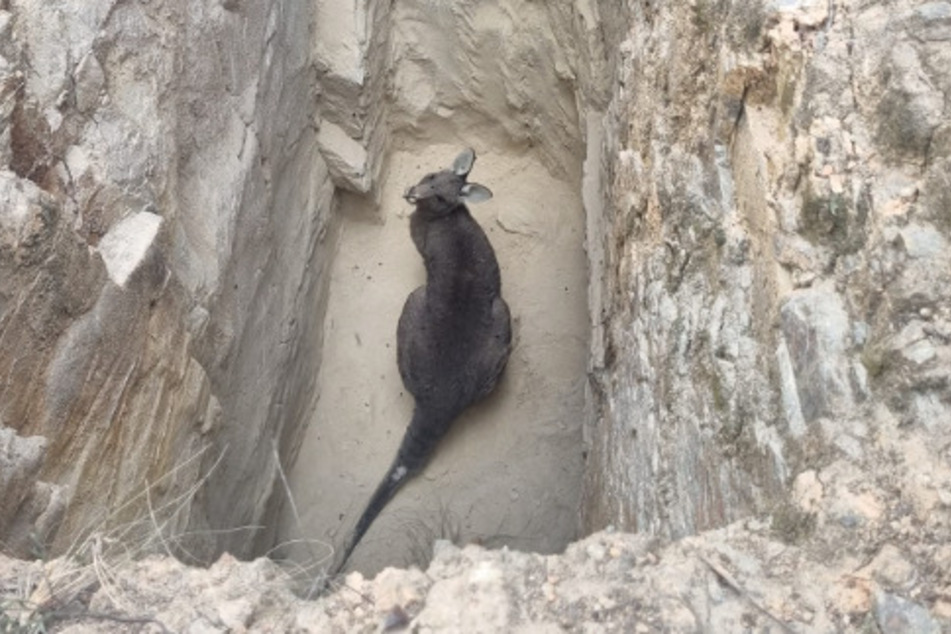3,5 Meter saß das Känguru unter der Erde in einem Schacht fest.