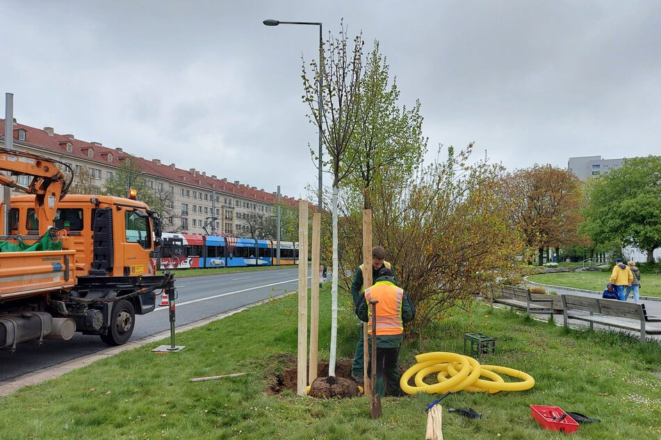 Im vergangenen Herbst wurden auch an der Grunaer Straße neue Bäume gepflanzt. Diese Saison müssen allein Stadtgrünamt-Arbeiter mehr als 300 Mal neue Bäume setzen.