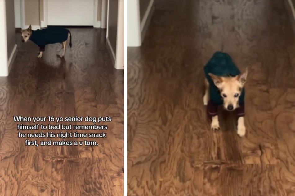 Hund mit Demenz macht plötzlich eine Kehrtwende: Der Grund rührt so viele zu Tränen