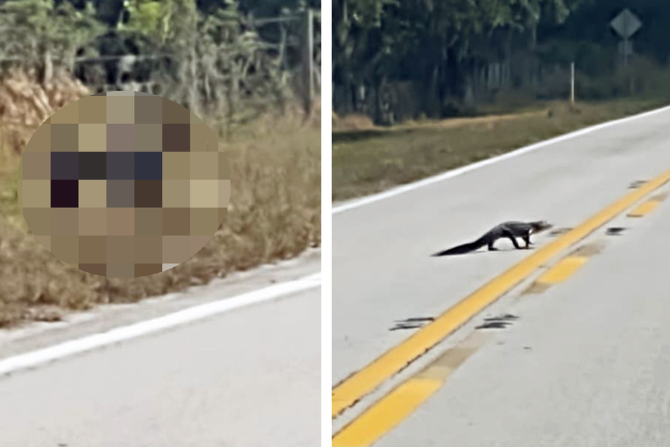 Frau sieht Alligator auf Straße: Als sie bemerkt, wer dem Tier folgt, hält sie den Atem an