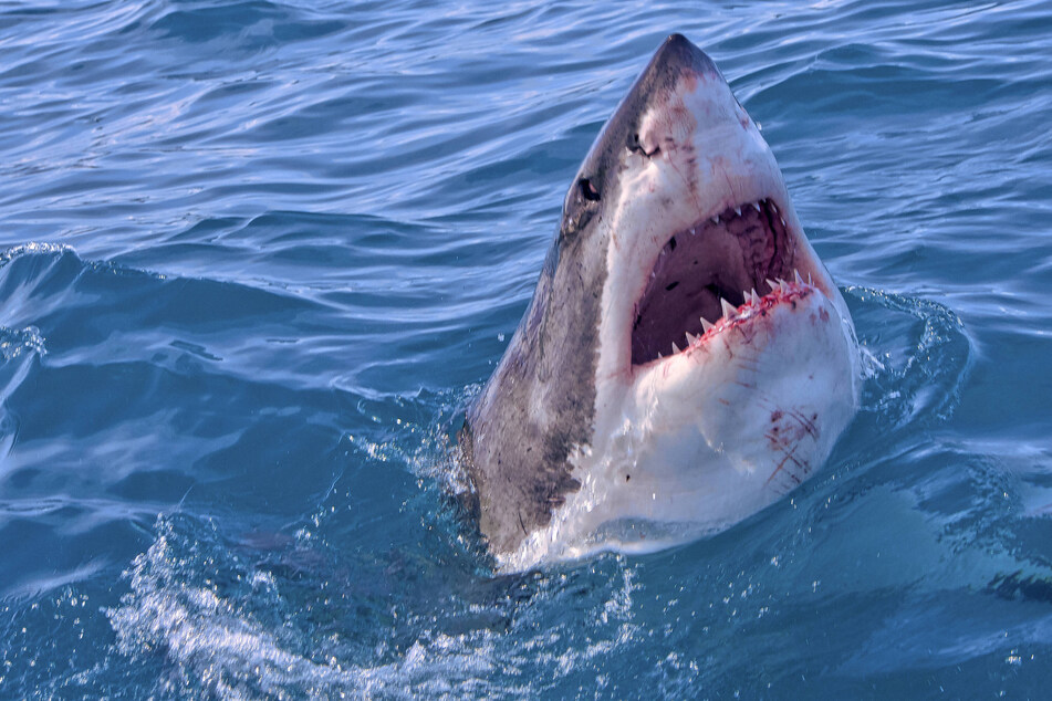 As Memorial Day nears, four large great white sharks have been spotted dangerously close to the shores of New York and New Jersey (stock image).