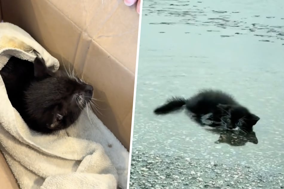 Babykatze kauert verlassen in Pfütze: Was dann passiert, geht ans Herz