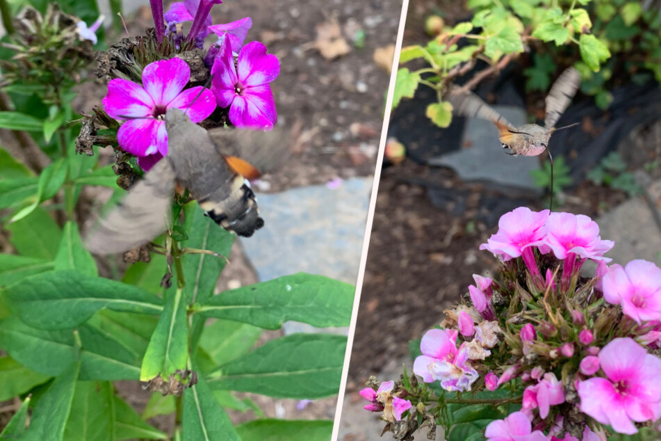 Schmetterling oder Kolibri? Was fliegt hier durch einen Chemnitzer Garten?