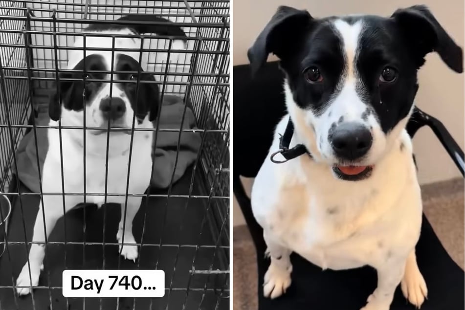Ella espera, después de 740 días en el refugio, volver a encontrar un nuevo hogar.