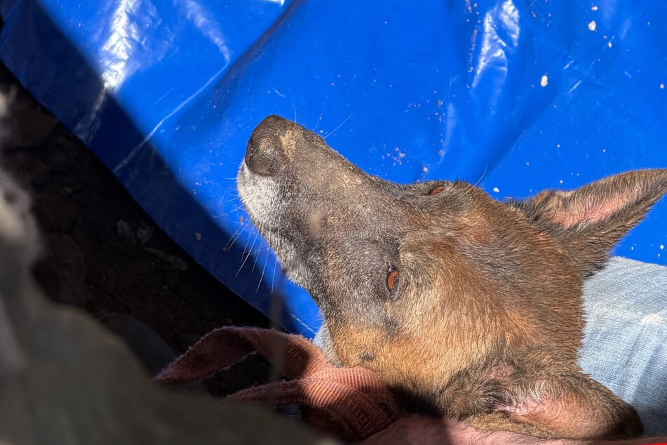 Hündin "Mara" wurde bei einem spektakulären Rettungseinsatz aus dem Rohr geholt.