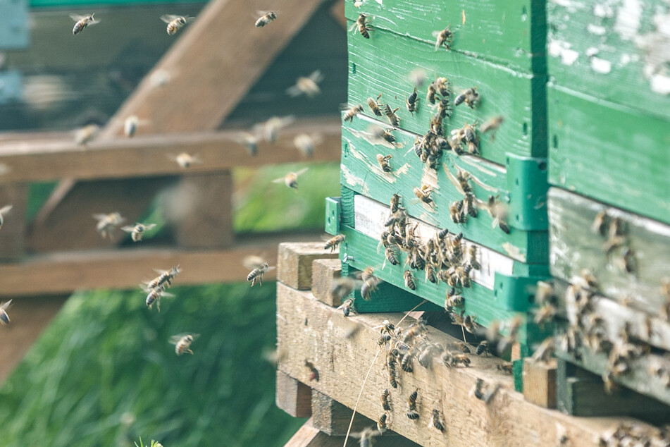 Rund eine Million Bienen sind für die Bestäubung auf 19 Hektar Land zuständig.