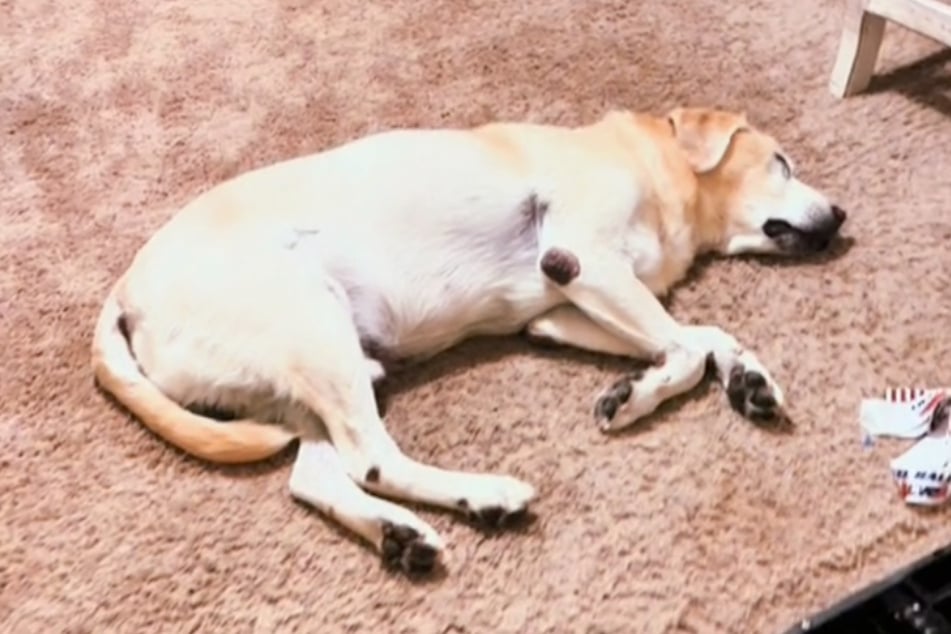 When it rains, Scooby the dog uses the time to catch up on some beauty sleep.