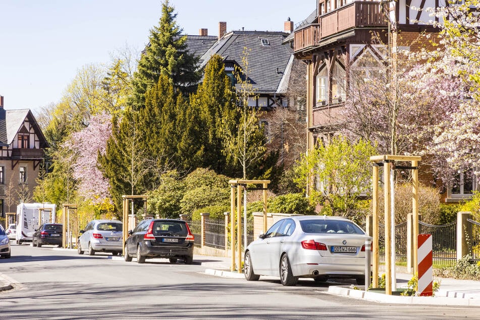 Sieben Hopfenbuchen verknappen den Parkraum auf der Wolfshügelstraße.