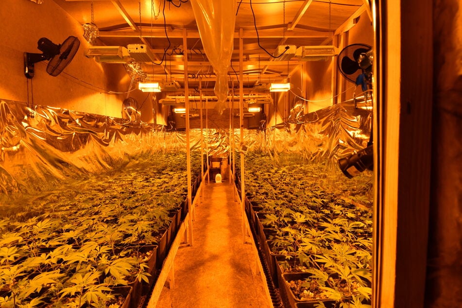 Die Polizei stellte in den drei Bundesländern Tausende Cannabis-Pflanzen sicher.