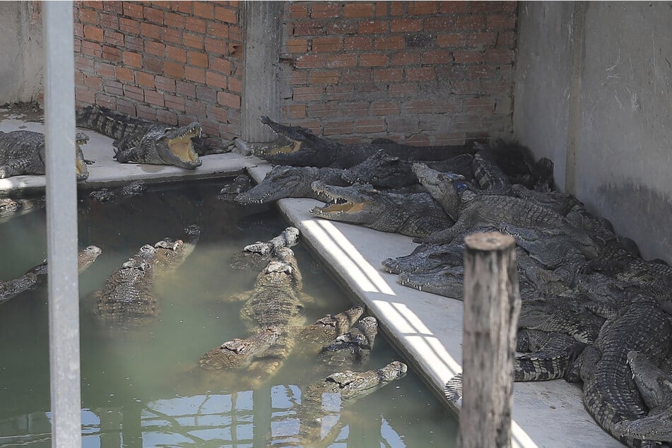 Zu diesen Krokodilen stürzte der 72-Jährige in das Gehege und wurde zerfleischt.