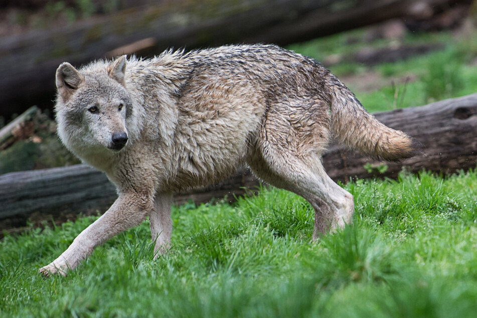 Wölfe, die in kürzester Zeit für viele Angriffe auf Nutztiere sorgen, sollen zur Tötung freigegeben werden. (Symbolbild)
