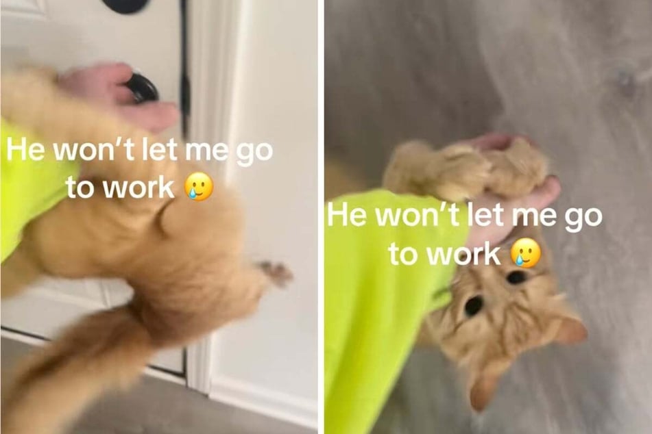 Cat goes all out in hysterical attempt to keep his dad from leaving to go to work