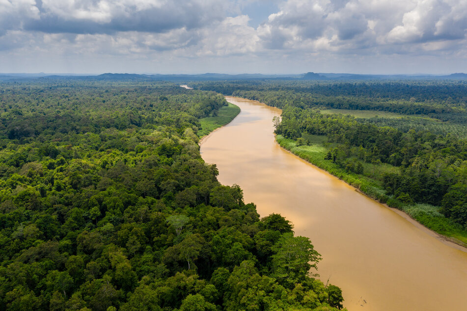 Im Fluss Kinabatangan (Nord-Borneo) wimmelt es nur so von Krokodilen.