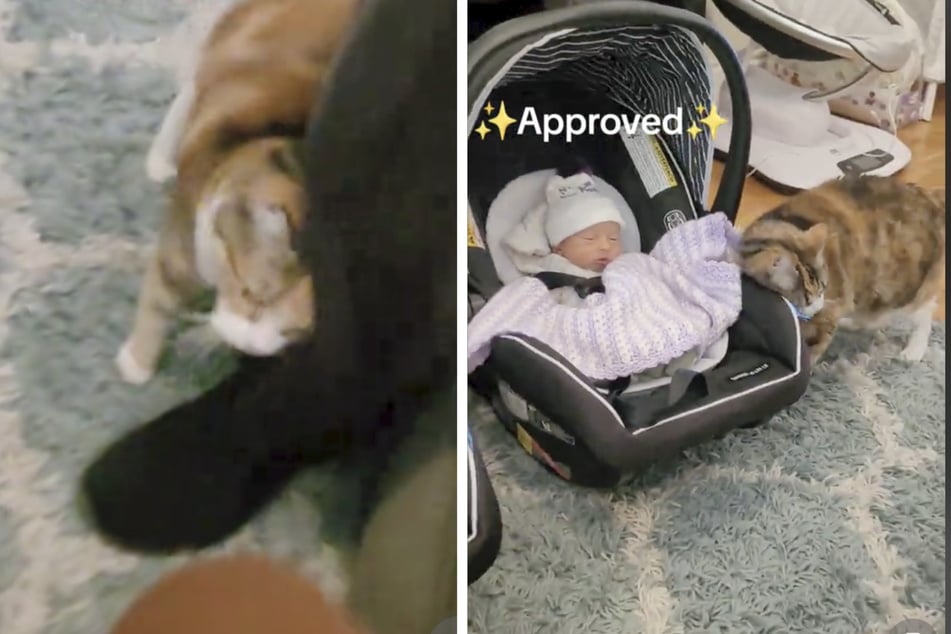 It didn't take long for the cat to accept her owner's babies.