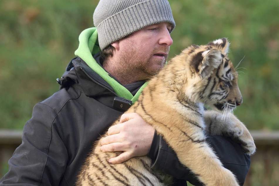 Noch kann Tierpark-Chef Remo Müller die Tigerbabys auf den Arm nehmen.